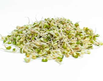 20 semillas de frijol mungo, vigna radiata