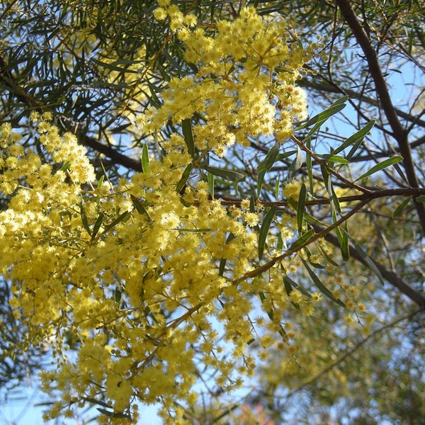 Mimosensamen, Akazie Decora