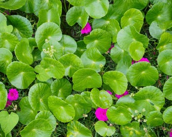 Puede incluir: Primer plano de un parche de hojas verdes con pequeñas flores rosadas dispersas. Las hojas son redondas y tienen una superficie ligeramente texturizada.