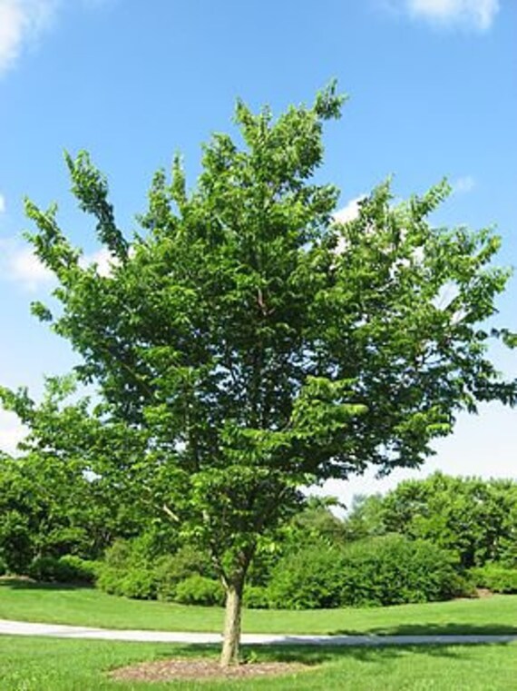 5 Graines de Celtis Occidentalis, Micocoulier Occidental, Virginie