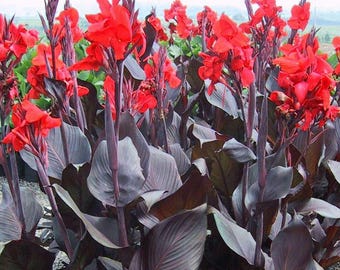 Canna-Samen, Canna indica