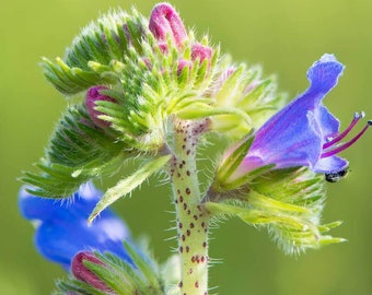 30 Sementes Bugloss, Echium Vulgare