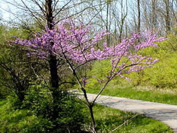 3 Graines de Gainier Du Canada, Rouge, Cercis Canadensis