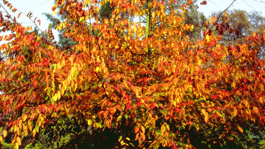 3 Graines de Carpinus Henryana