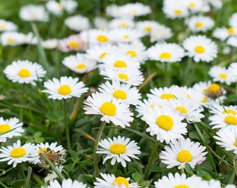 50 Field Daisy Seeds, Bellis Perennis