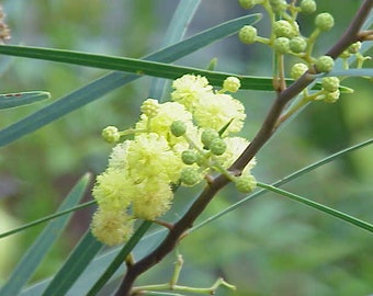 Graines Acacia retinoides,  Mimosa des quatre saisons, Mimosa d'été, Mimosa résineux