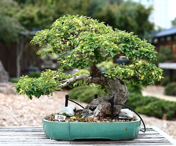 10 Samen von japanischem Liguster, Ligustrum japonicum - Etsy sterreich