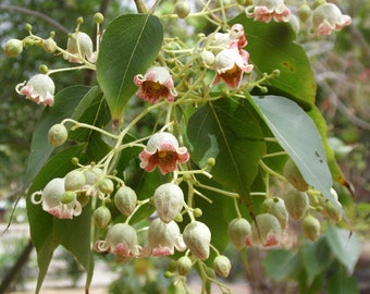 Seeds of Brachychiton Populneus, Kurrajong