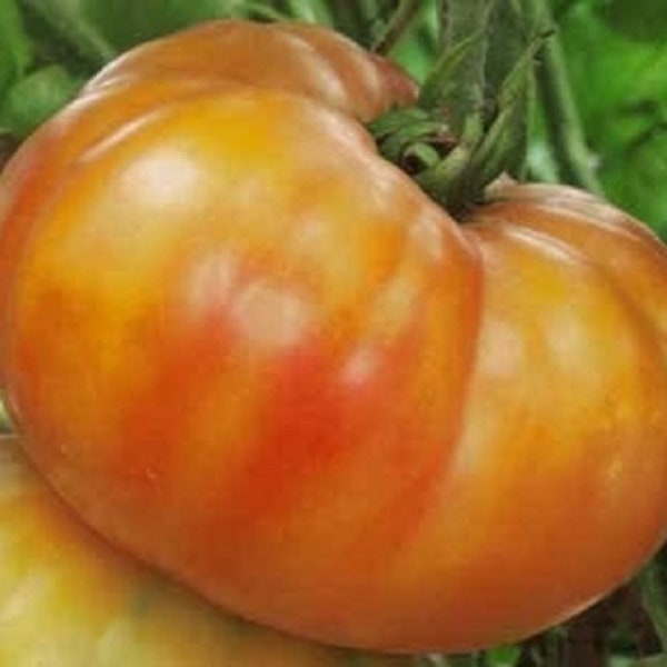 25 Graines de Tomate Big Rainbow, Solanum lycopersicum