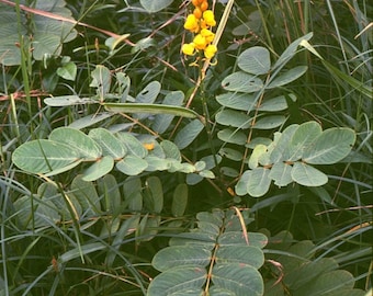 10 sementes de Dartrier, Cassia Alata, Senna Alata, Winged Casse