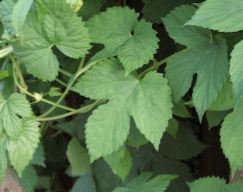 10 Hopfensamen, Humulus Lupulus, Kletterhopfen