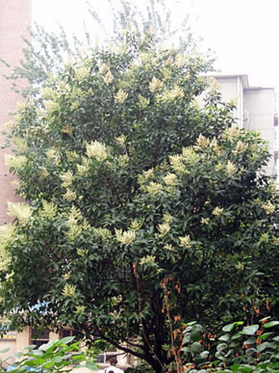 7 Graines de Troène Luisant, Chine, Ligustrum Lucidum