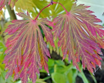 Seeds of Acer Japonicum Aconitifolium, Aconite-leaved Japanese Maple