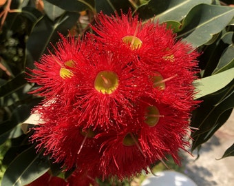 Seedeo® Roter Eucalyptus Samen – 20 Stück, Eucalyptus Ficifolia Aus Australien