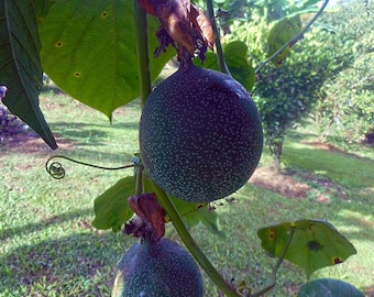 Passiflora Ligularis Seeds, Pomegranate, Sweet Grenadilla, Sweet Grenadilla