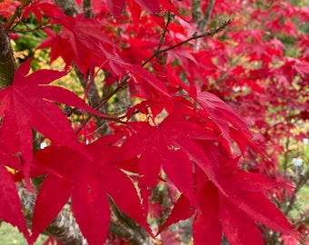 3 Graines Acer Palmatum Atropurpureum, Erable du Japon à Feuilles Rouges, idéal Bonsaï