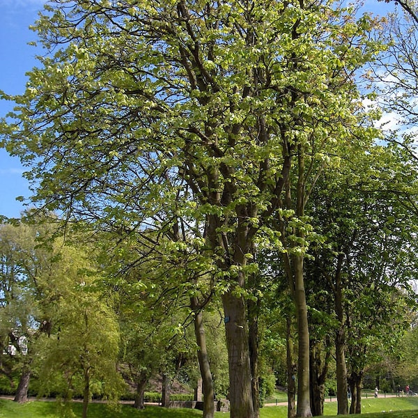 10 Graines de Tilleul à grandes feuilles, Tilia platyphyllos