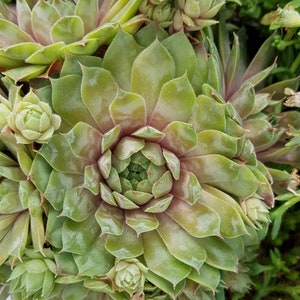 20 Semillas Sempervivum tectorum, Houseleek común