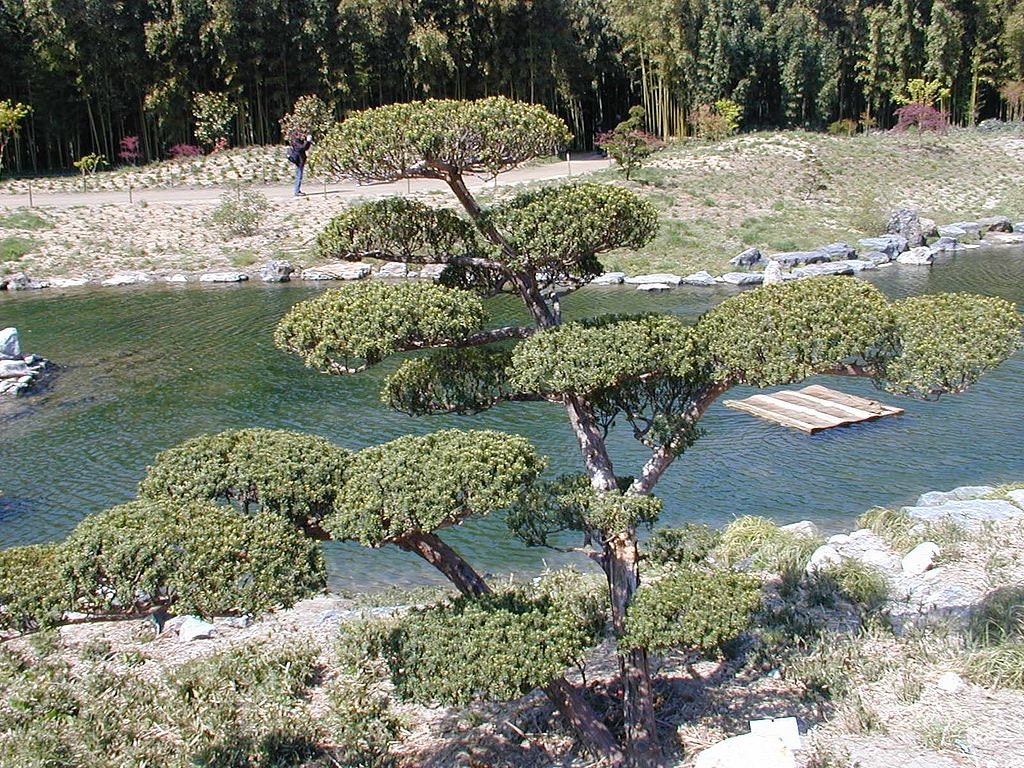 7 Graines If Du Japon, Taxus Cuspidata, Idéal Bonsaï