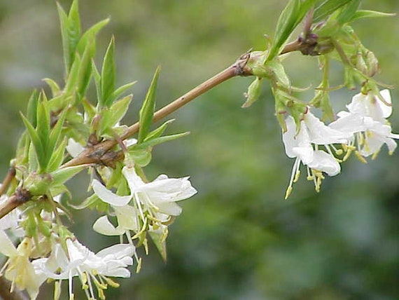 7ツシマヒョウ種子、Lonicera fragrantissima - Etsy 日本