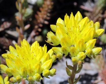 30 Seeds Sedum reflexum, Reflex Stonecrop