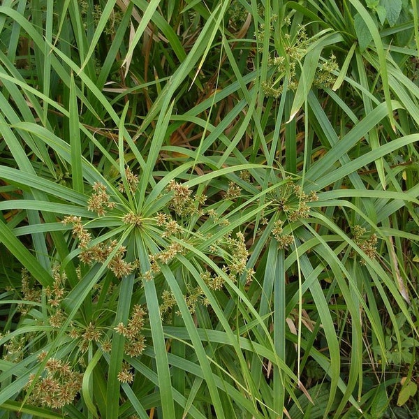 20 Seeds of Cyperus alternifolius, False papyrus, Alternate leaf Cyperus
