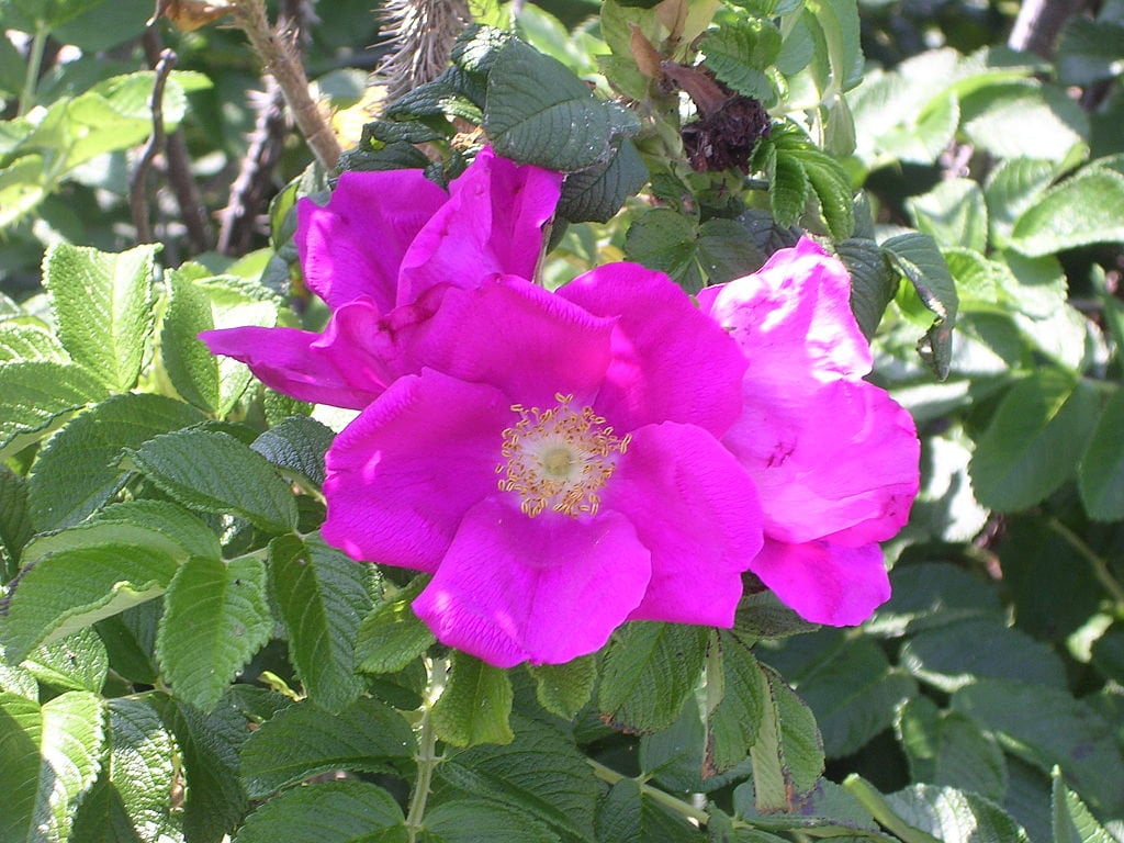 3 Graines Rosa Rugosa Rose, Rosier Rugosa, Japonais, Rugueux Du Japon