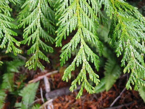7 Thuja plicata Samen, Western Red Cedar, Western Red Cedar, Lobb Thuja  Samen - Etsy sterreich