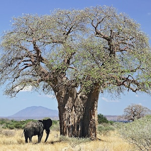 Rare, African Baobab Seeds, Adansonia Digitata
