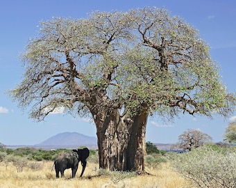 アダンソニア・グランディディエリ（Adansonia grandidieri）の種子3粒