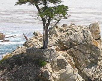 3 Lambert Cypress Seeds, Cupressus Macrocarpa, Monterey Cypress