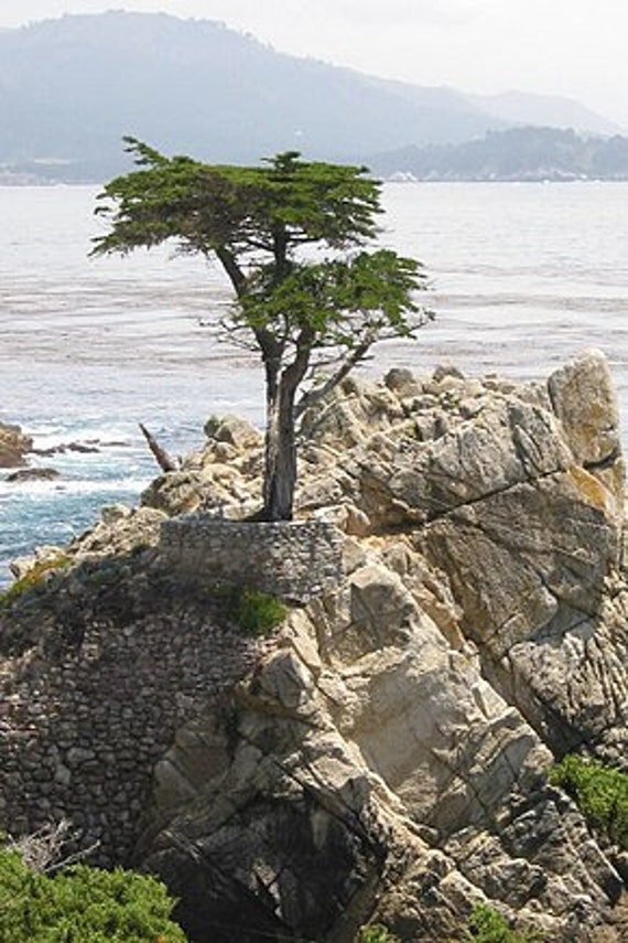 3 Graines de Cyprès Lambert, Cupressus Macrocarpa, Monterey