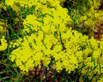 5 semillas de acacia, acacia fimbriata