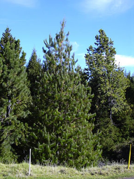 10 Graines de Pin Du Mexique, Pinus Patula