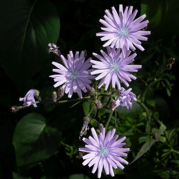 20 Graines de Chicorée sauvage, Chicorée amère, Chicorée commune, Chicorée intybe, Cichorium Intybus