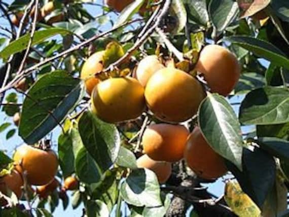 7 Graines de Plaqueminier, Diospyros Kaki, Plaqueminier Du Japon, Figuier Caque, Kaki