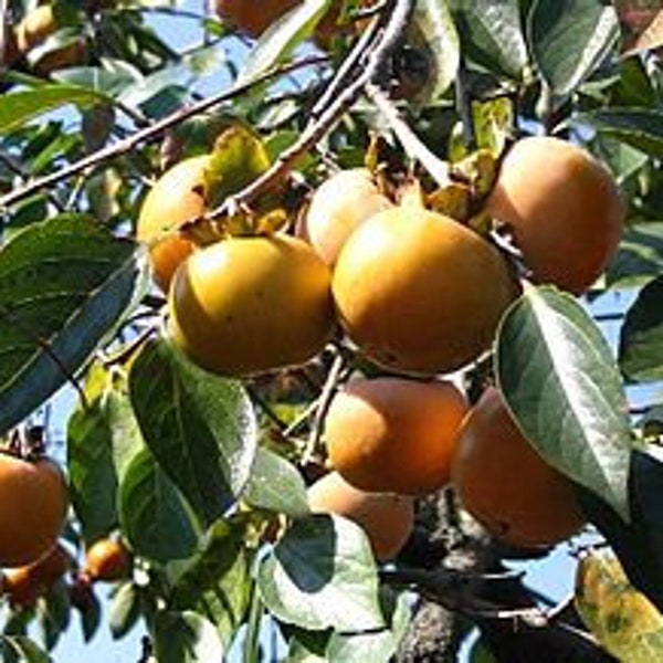 5 Kakisamen, Kaki Diospyros, Japanische Kaki, Caque Feige, Kaki Seeds, Persimmon Diospyros, Japanese Persimmon, Caque Fig