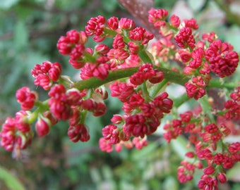 50  Pistachio terebinth, Terebinth, Pistacia terebinthus seeds