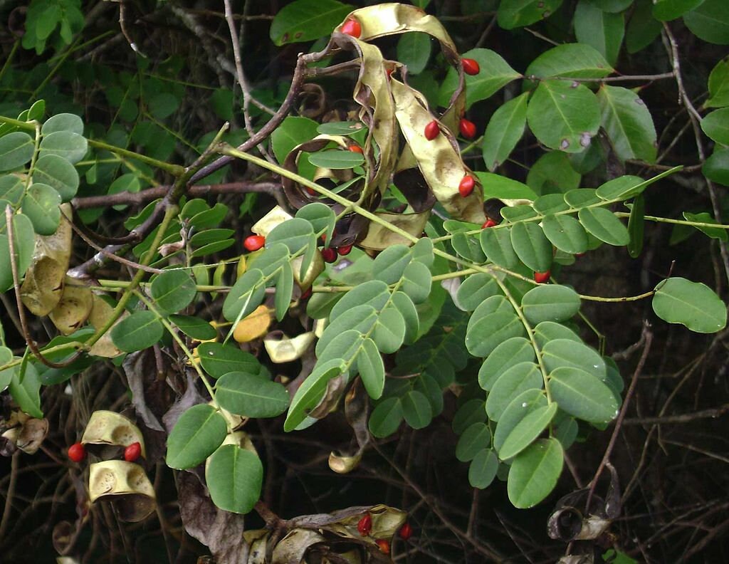 10 Graines Adenanthera Pavonina, Bois de Condori, Cardinalier