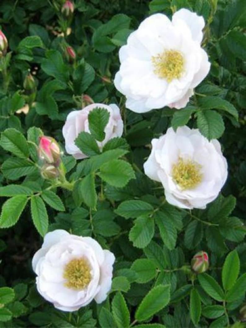 5 Seeds Rugosa Rose, Rosa Rugosa Alba, Japanese Rose, Rough Rose image 1