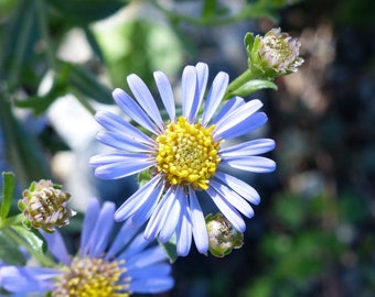 Aster Amellus "Rudolf goethe" Seeds, Italian Aster