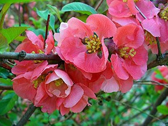 5 Graines de Cognassier Du Japon, Chaenomeles Japonica