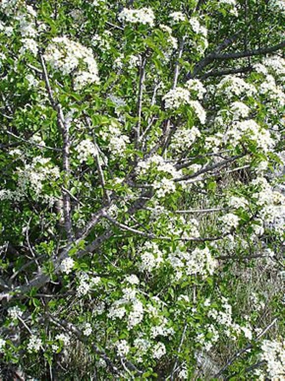 Graines Prunus Mahaleb, Cerisier de Sainte Lucie, Faux Merisier, Bois Sainte-Lucie