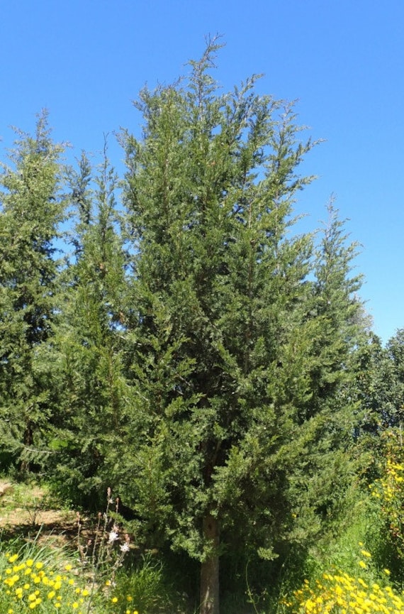 Graines Cupressus Sempervirens Var. Horizontalis, Cyprès d'italie, Commun