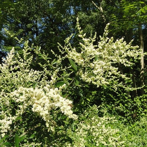 10 Samen von laminiertem Liguster, Ligustrum quihoui