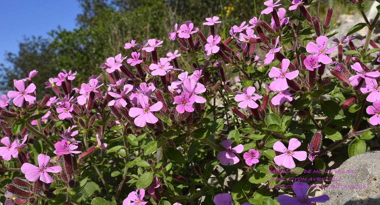 25 Graines de Saponaire Montpellier, Saponaria Ocymoides, Des Rochers, Faux Basilic, Rose