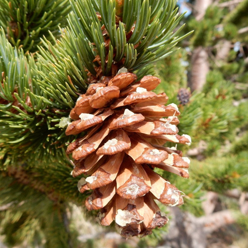 7 Seeds of Arista Pine, Pinus aristata image 2