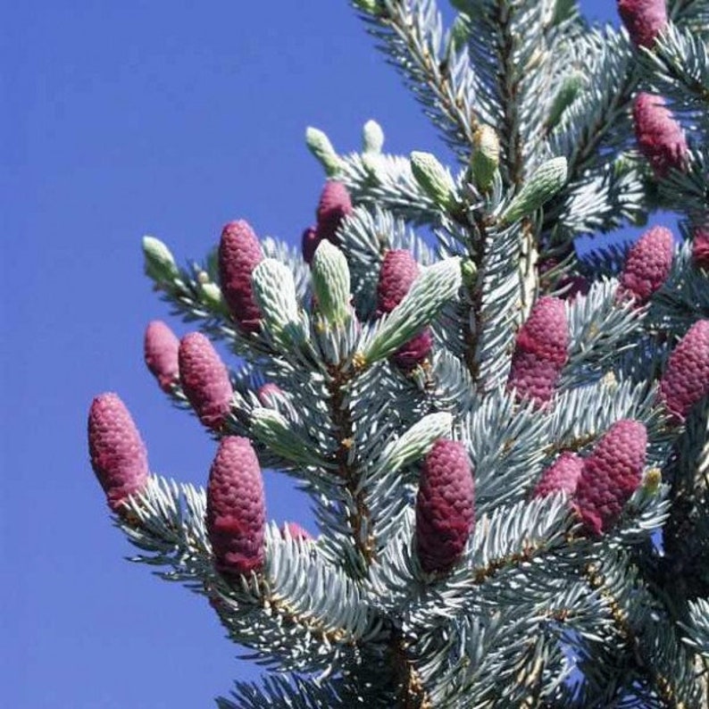 5 Seeds Blue Spruce, Picea Pungens, Blue Spruce, Colorado Blue Spruce, Blue Fir image 1
