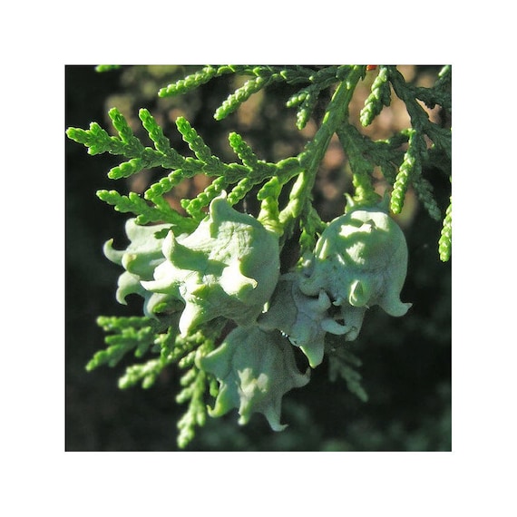 3 stliche Thuja-Samen, Thuja orientalis - Etsy.de