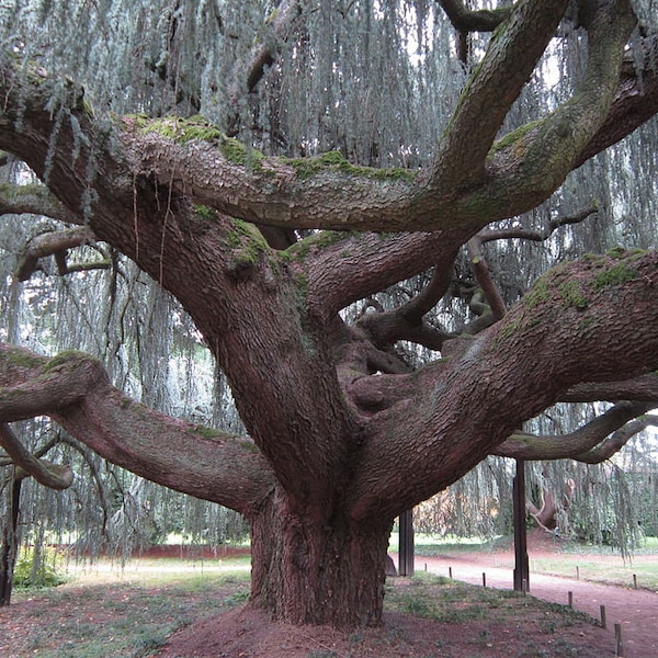 5  semillas de cedro del Atlas, cedro azul, Cedrus atlantica